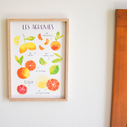 アートポスター Citrus Fruits